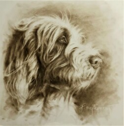 Spinone